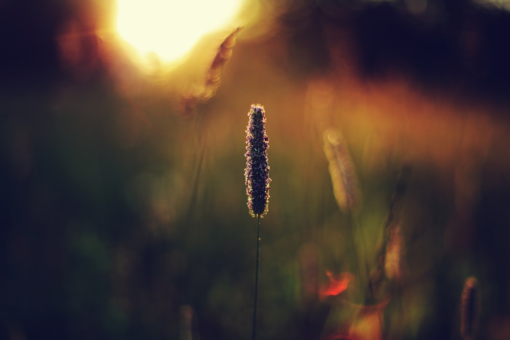 selective focus photography of flower