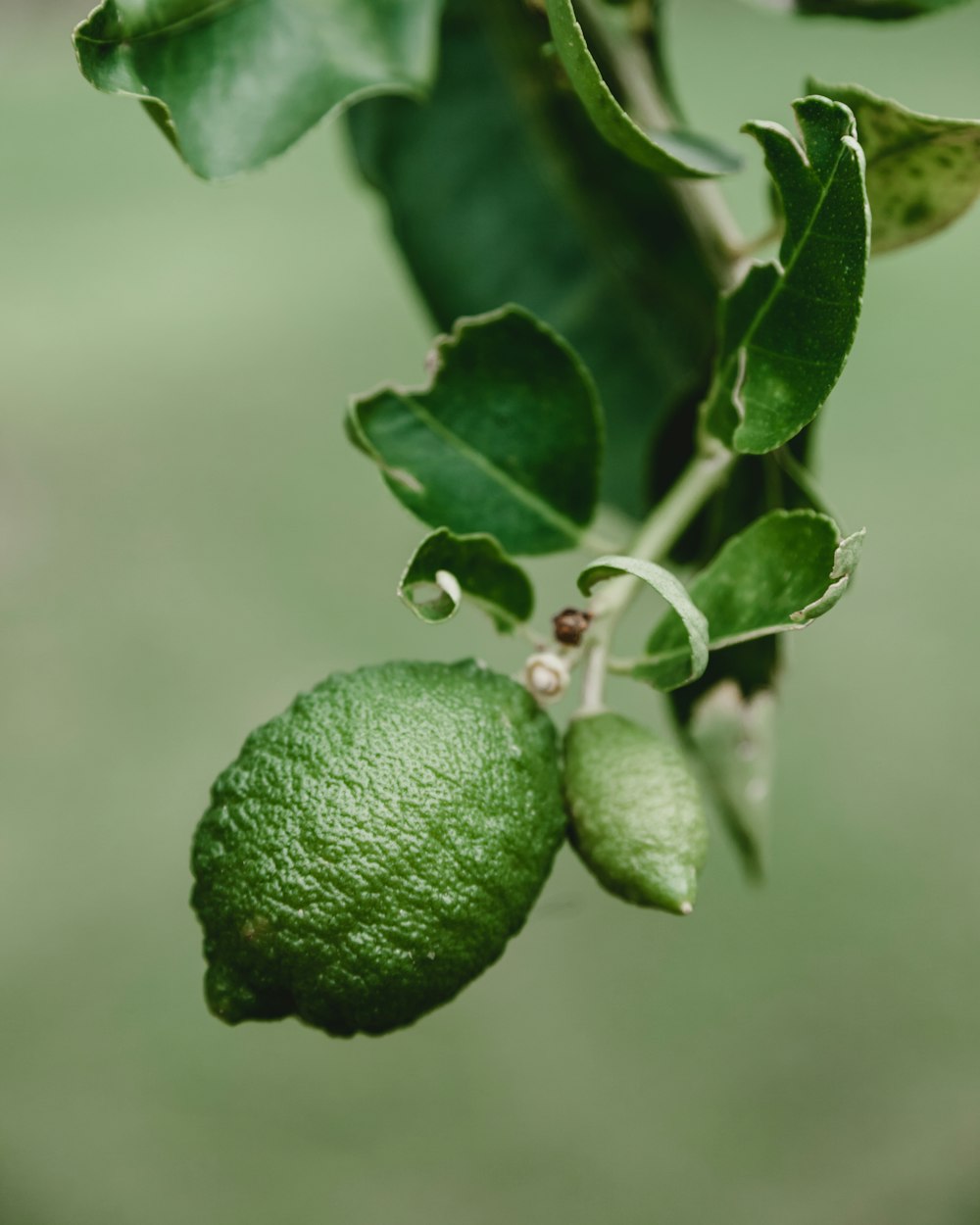 Photo de mise au point sélective d’un fruit brun ovale