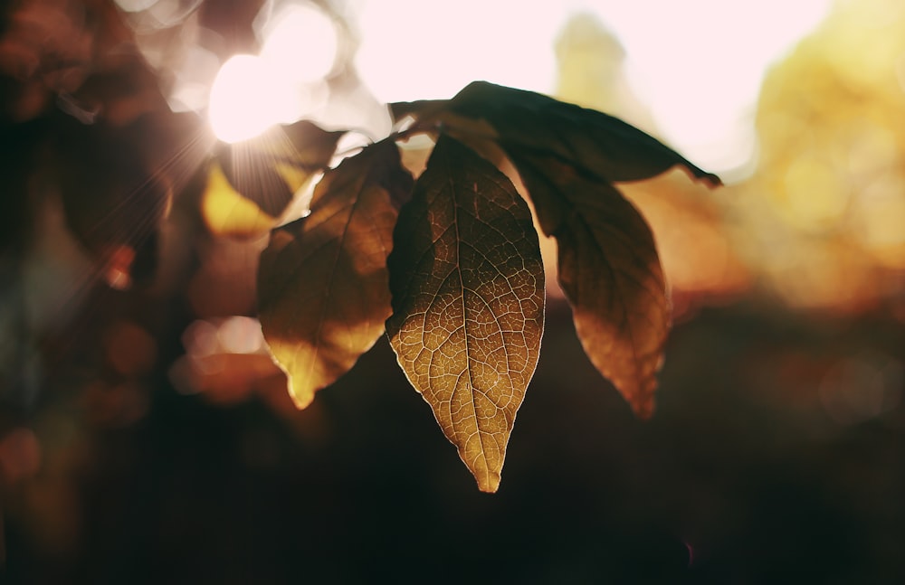brown leafed plant during sunrise