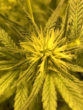 A close-up image of a cannabis plant bud with elongated yellowish-green petals surrounded by serrated green leaves covered in fine trichomes. The plant appears to be in a lush and healthy state.