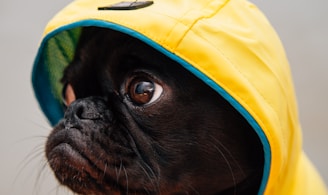 adult black puppy in yellow raincoat