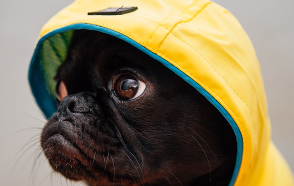 adult black puppy in yellow raincoat