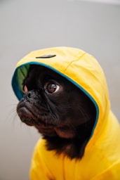 adult black puppy in yellow raincoat