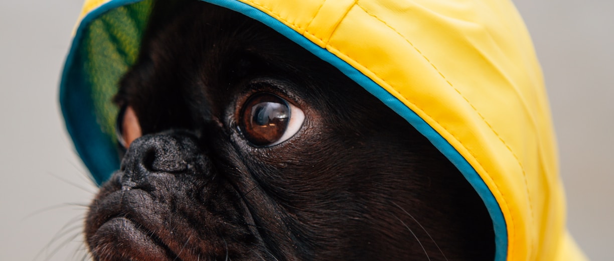 adult black puppy in yellow raincoat