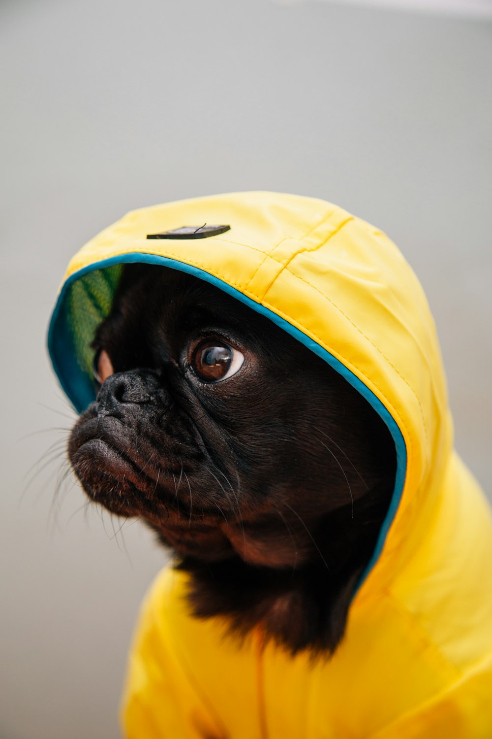 Cachorro negro adulto en impermeable amarillo