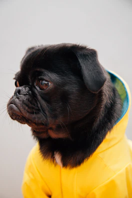 A small dog wearing a bright yellow raincoat splashing in puddles.