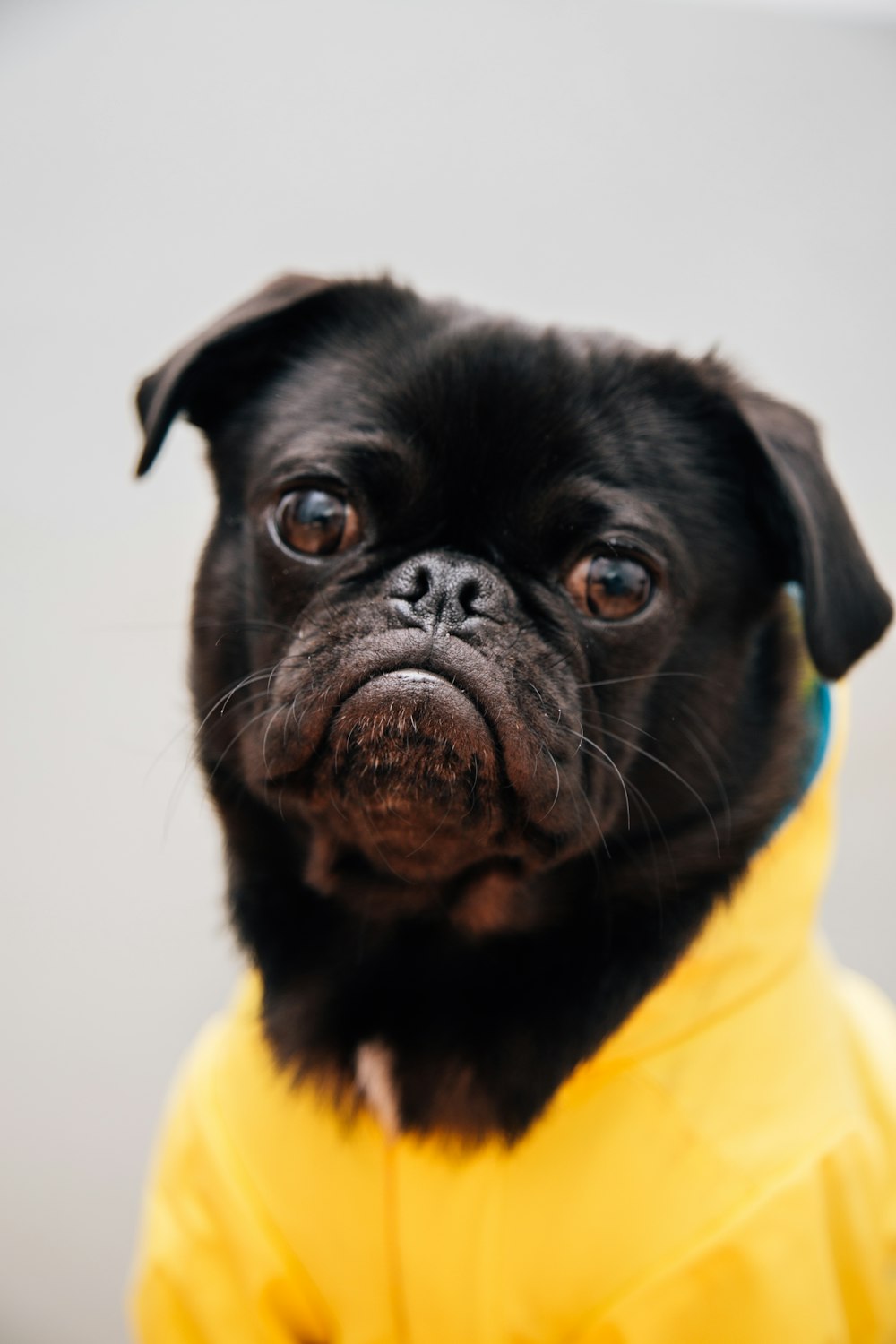 closeup photo of adult black pug wearing yellow shirt