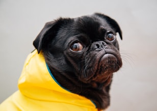 photo of black pug wearing a yellow rain jacket 
