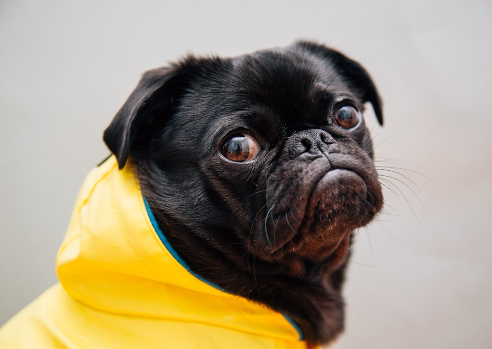 foto de foco seletivo de pug preto