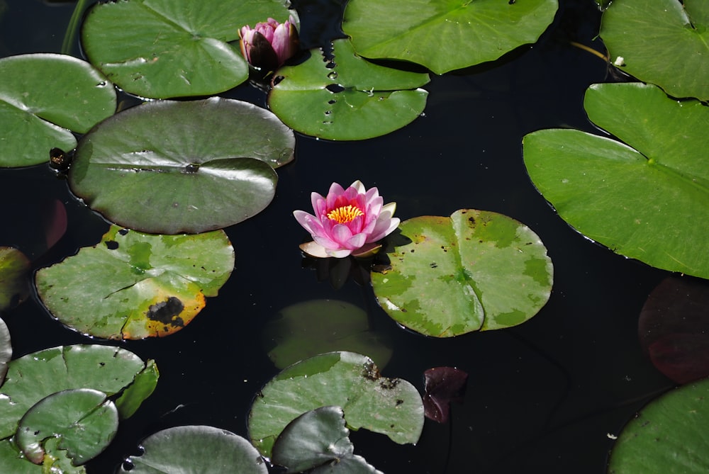 pink lotus flower beside water lily on water