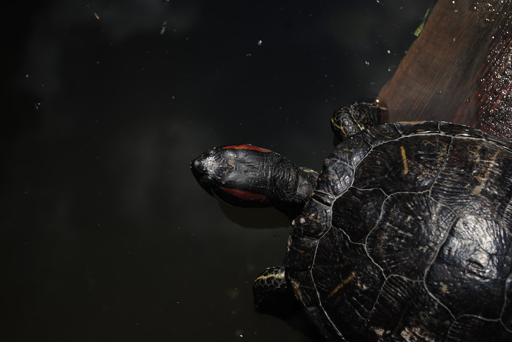 closeup photo of turtle beside water