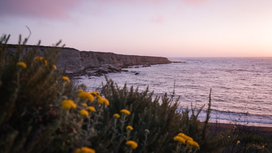 yellow petaled flowers near beach in Montana De Oro State Park United States