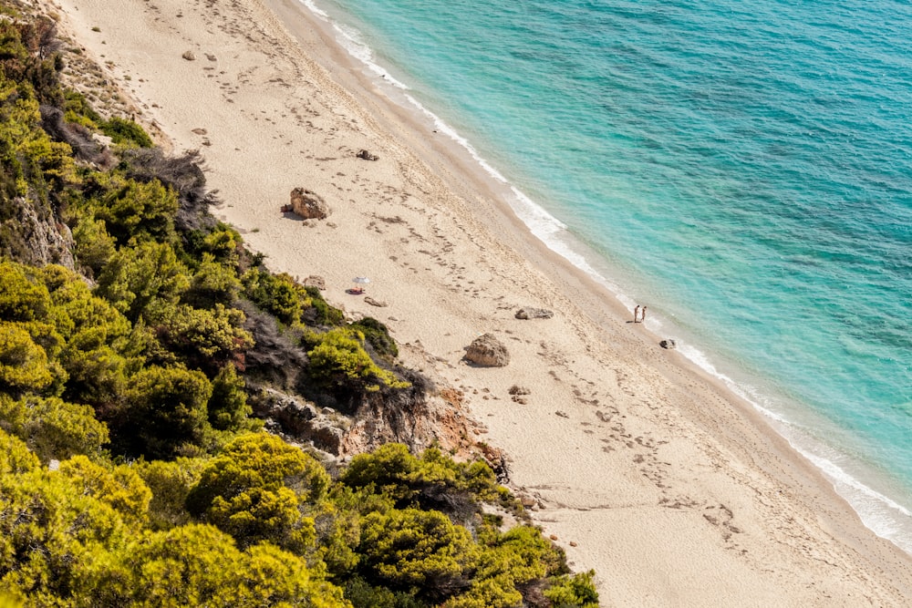 aerial photography of shoreline near wood