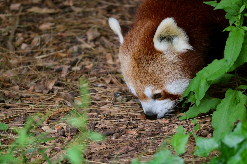 red panda