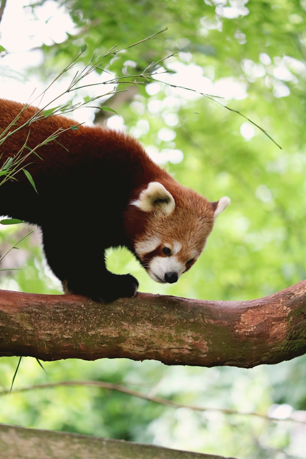 Roter Panda tagsüber