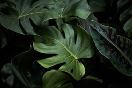 closeup photo of green plants