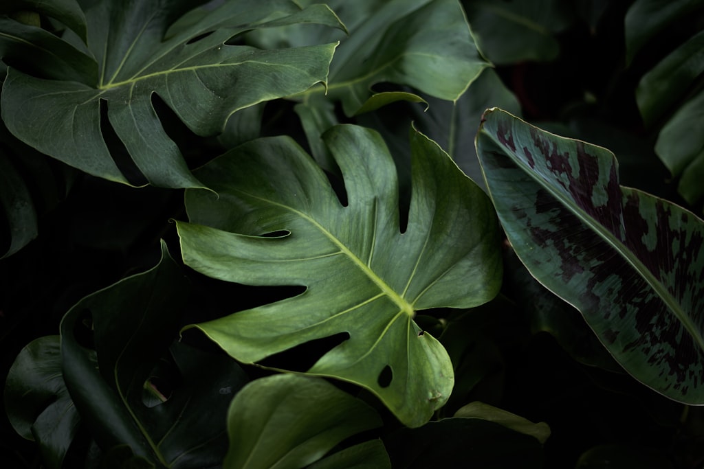 Green monstera leaves