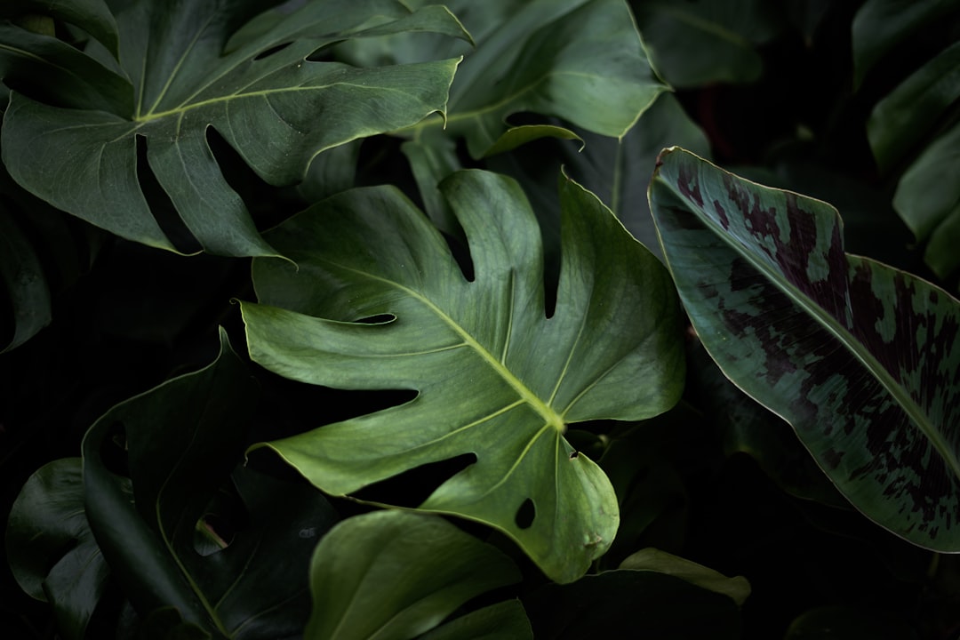 ice plant jade propagation, leaves, closeup photo of green plants