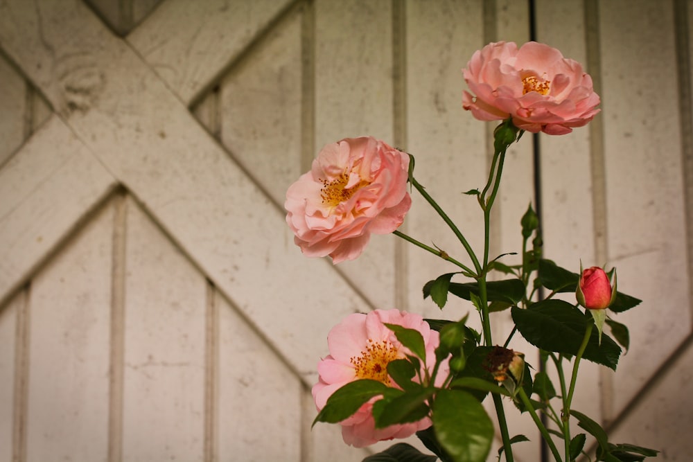 pink petaled flowers in bloom