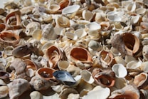 A variety of seashells scattered on a surface, displaying different shapes, sizes, and colors. The shells range from spiral to fan-shaped, with textures that suggest both rough and smooth surfaces. Light is cast over the shells, highlighting their natural patterns and colors.