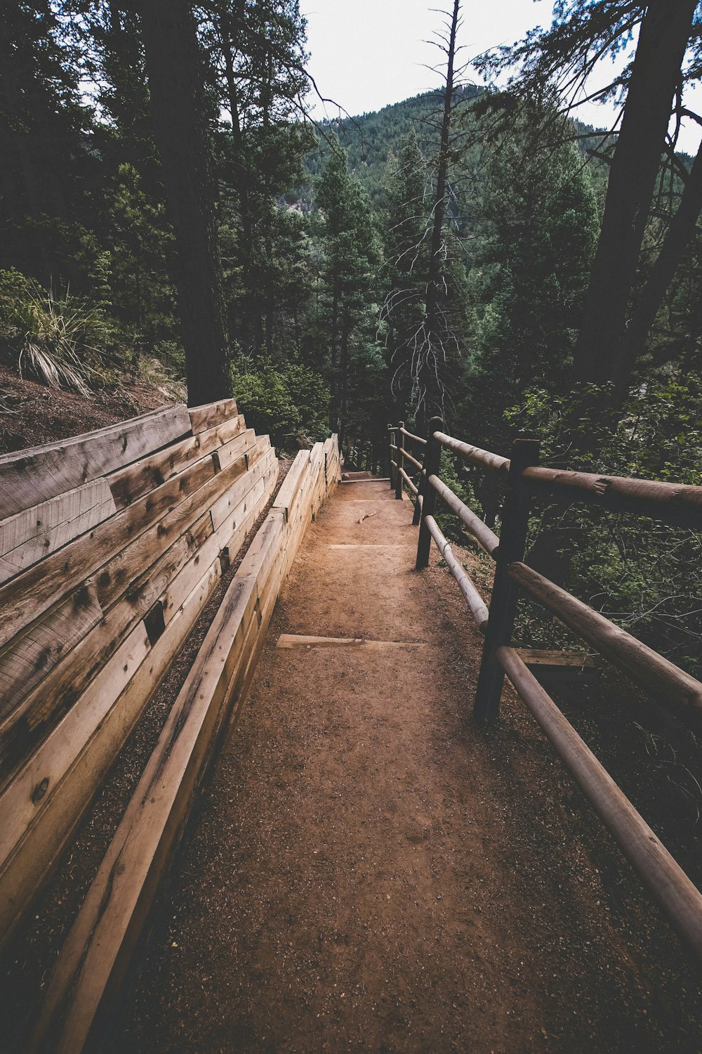 photo of concrete stairs between trees