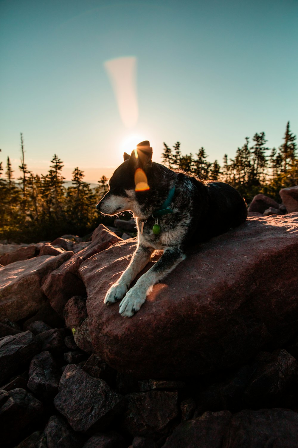 person taking photo of short-coated black and white dog lying on rocks during daytime