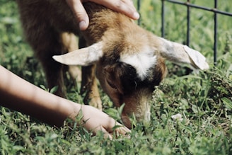 person showing a goat eating a grass