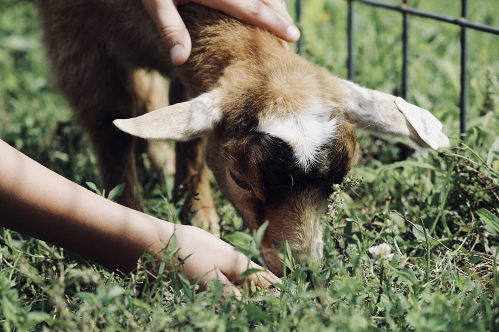 person showing a goat eating a grass