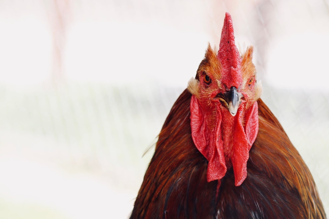 red and brown rooster