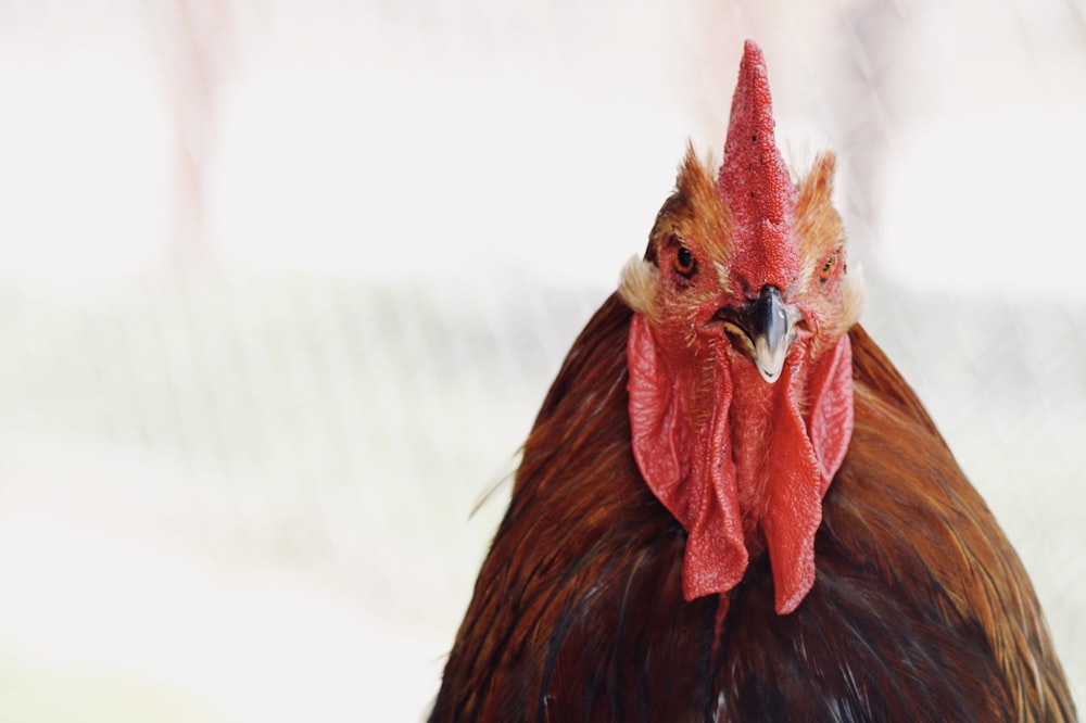 red and brown rooster