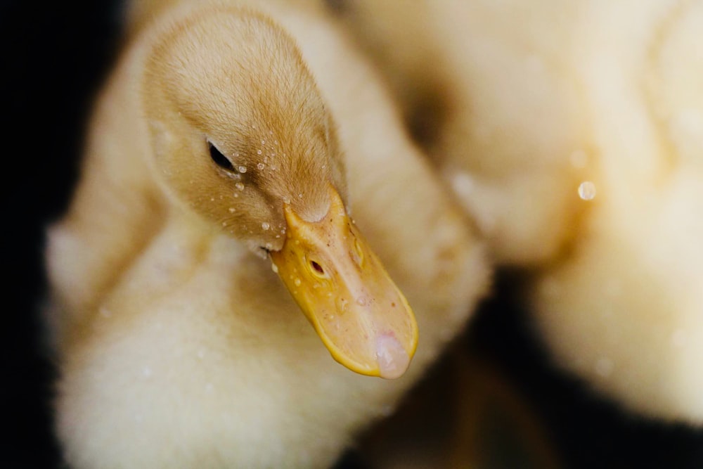 selective focus photography of duckling