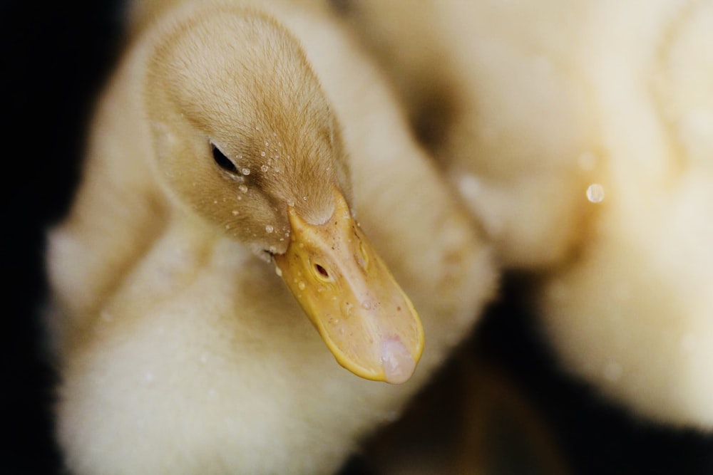 Selektive Fokusfotografie von Entenküken