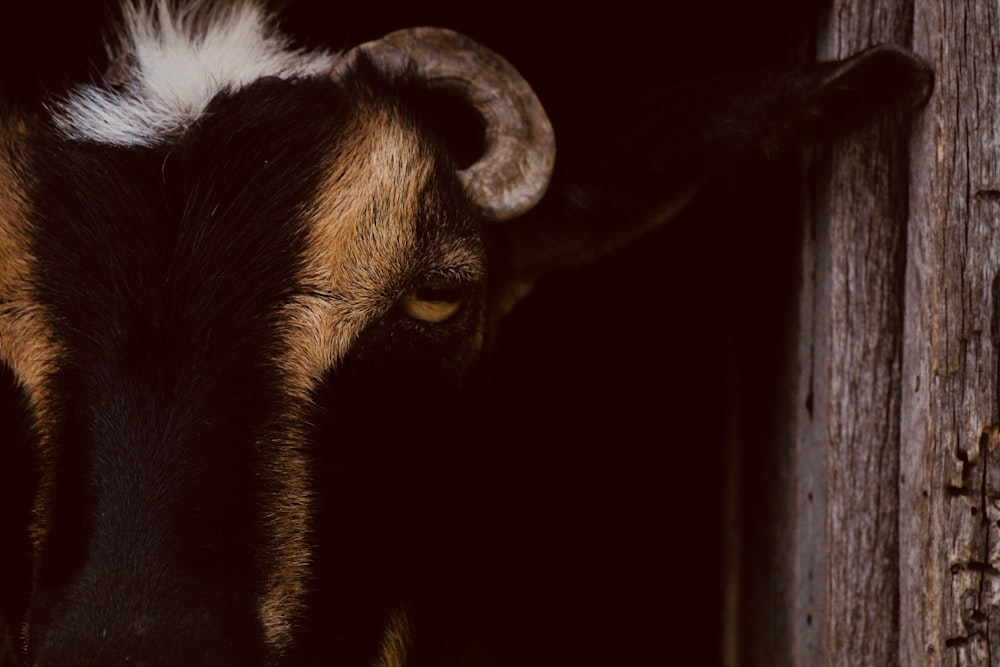 brown and black goat taxidermy mounted on wall