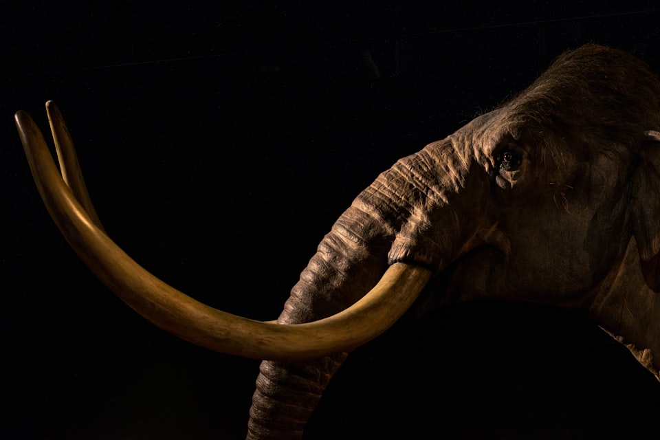 Photo of a mammoth or elephant head in profile