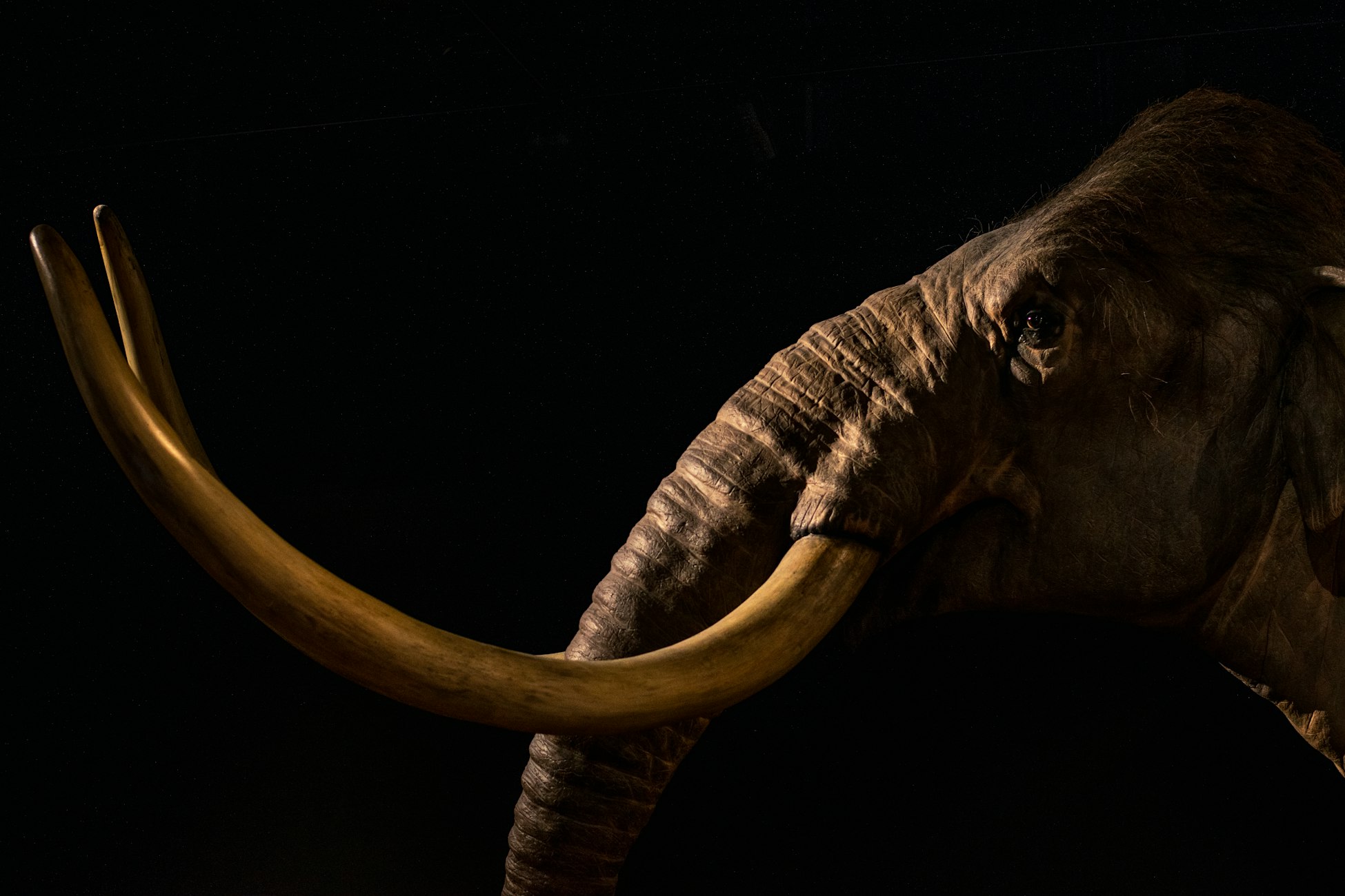 Reversing Wildlife Extinctions? The Mammoth Cometh