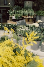 Various potted plants and flowers are neatly arranged on display, including green leafy plants, white roses, and bright yellow blossoms. Blackboard signs with handwritten prices are placed amongst the pots. The setup appears to be outdoors or in a garden shop.