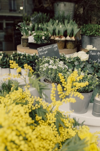 Various potted plants and flowers are neatly arranged on display, including green leafy plants, white roses, and bright yellow blossoms. Blackboard signs with handwritten prices are placed amongst the pots. The setup appears to be outdoors or in a garden shop.