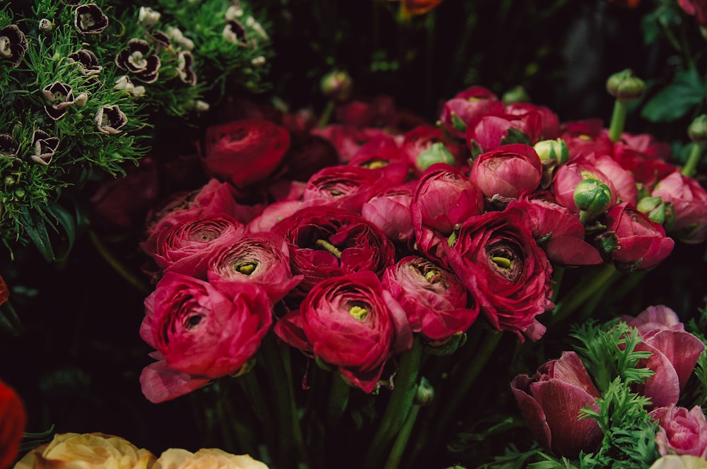 selective focus photography of red rose flowers