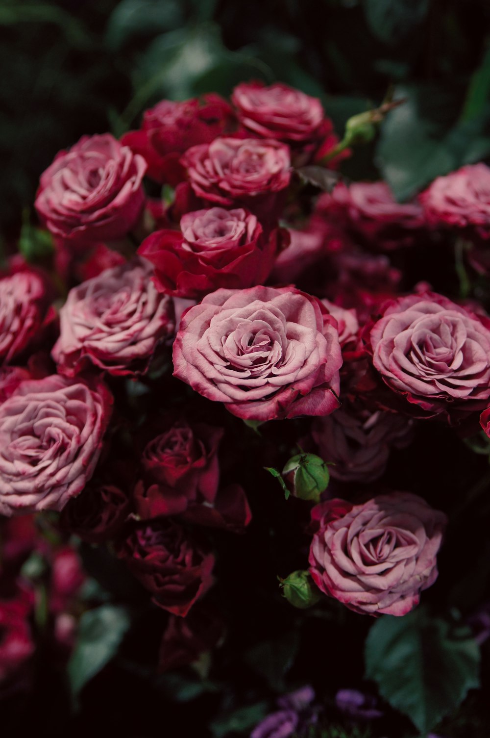 Fotografía macro de rosas rojas y rosas