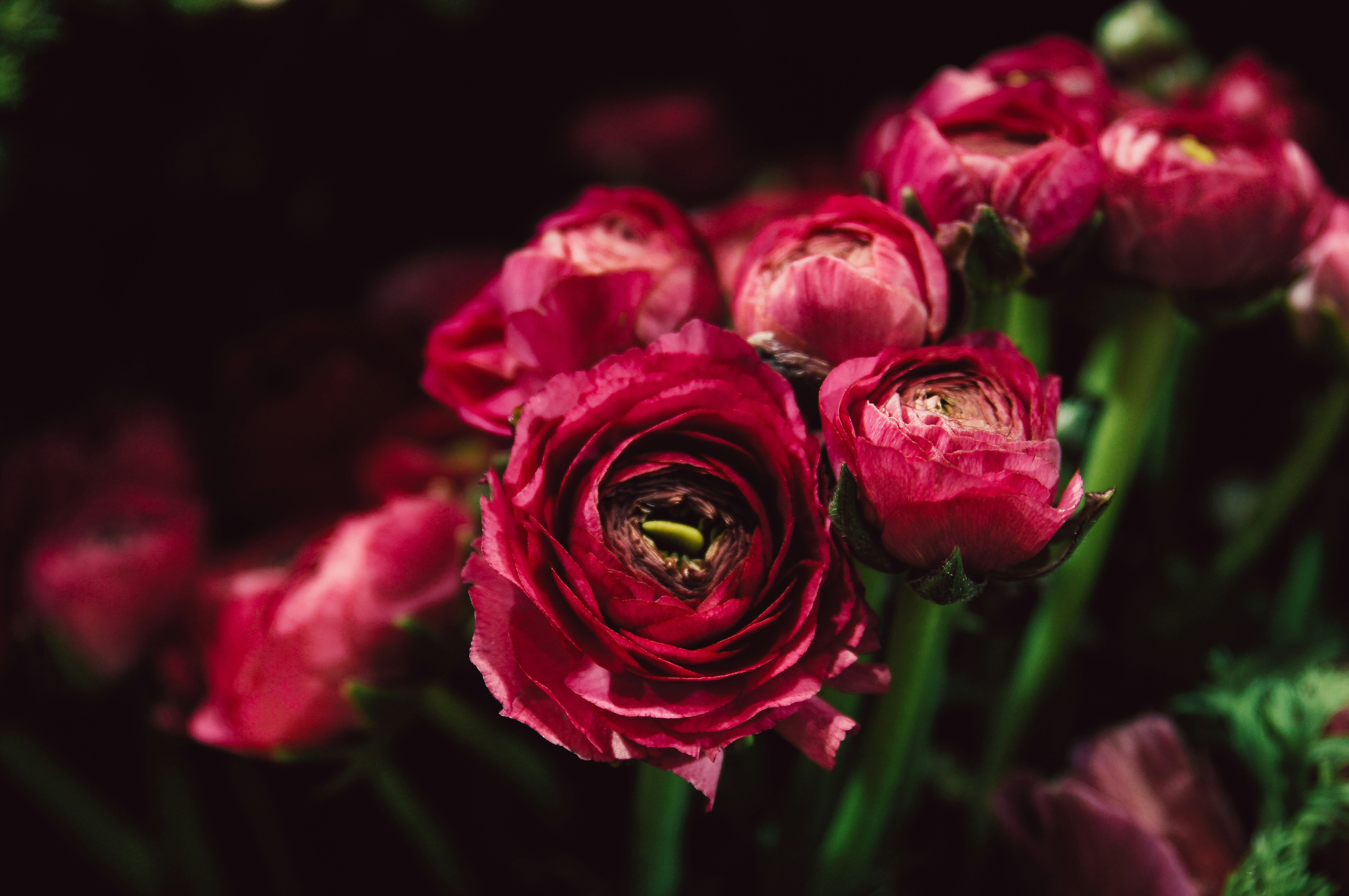 Choose from a curated selection of flower photos. Always free on Unsplash.