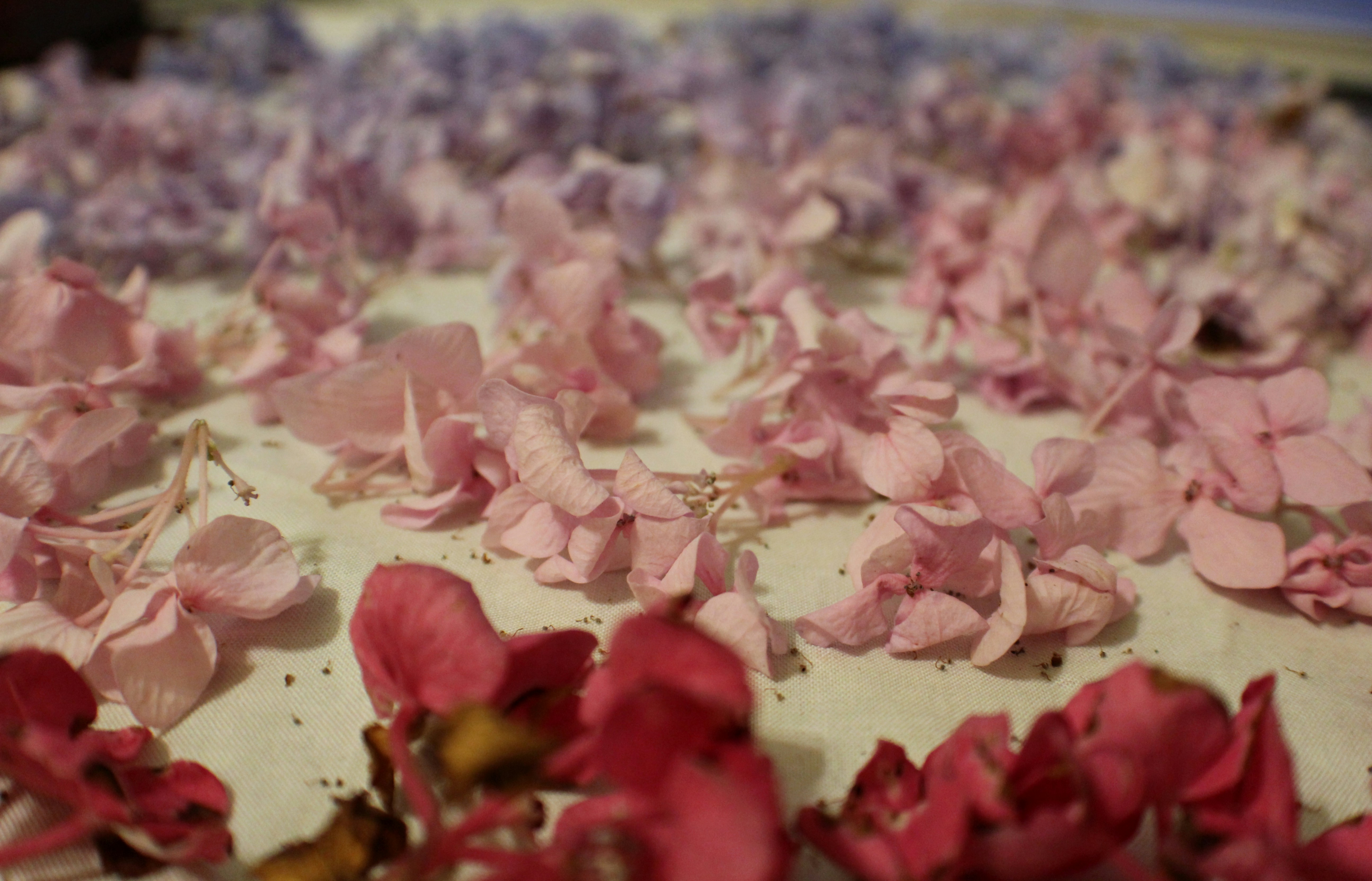 Preserved Hydrangea Flowers Drying Process