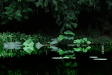A serene outdoor lotus pond surrounded by deep earthy brown stone and muted sage greenery