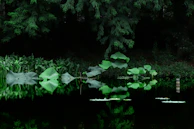 A peaceful moment of reflection by a lotus pond surrounded by vibrant greenery.