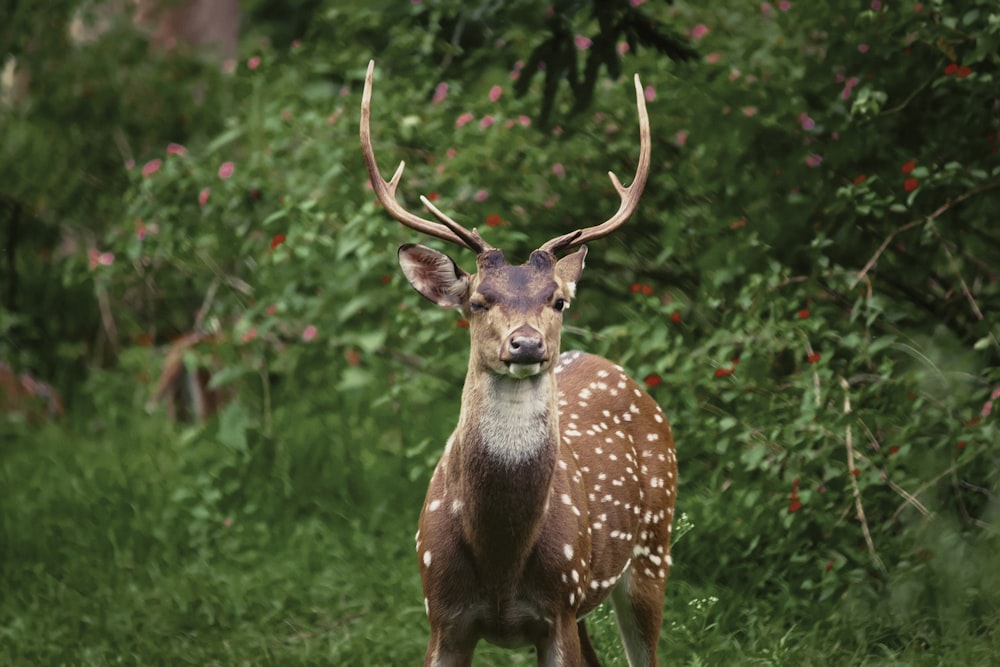 spotted deer standing near green bushes