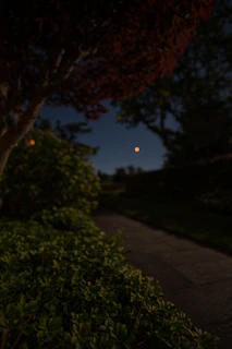 A moonlit path winding through ancient towering trees, softly glowing lanterns hanging from branches.