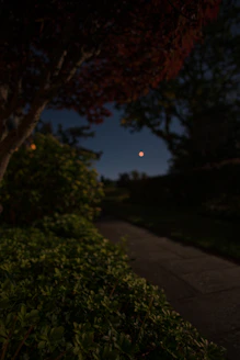 A moonlit path winding through ancient towering trees, softly glowing lanterns hanging from branches.