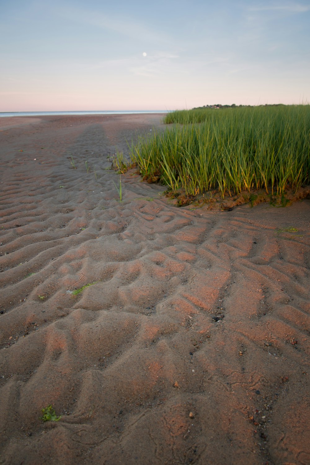 Gras auf Sand