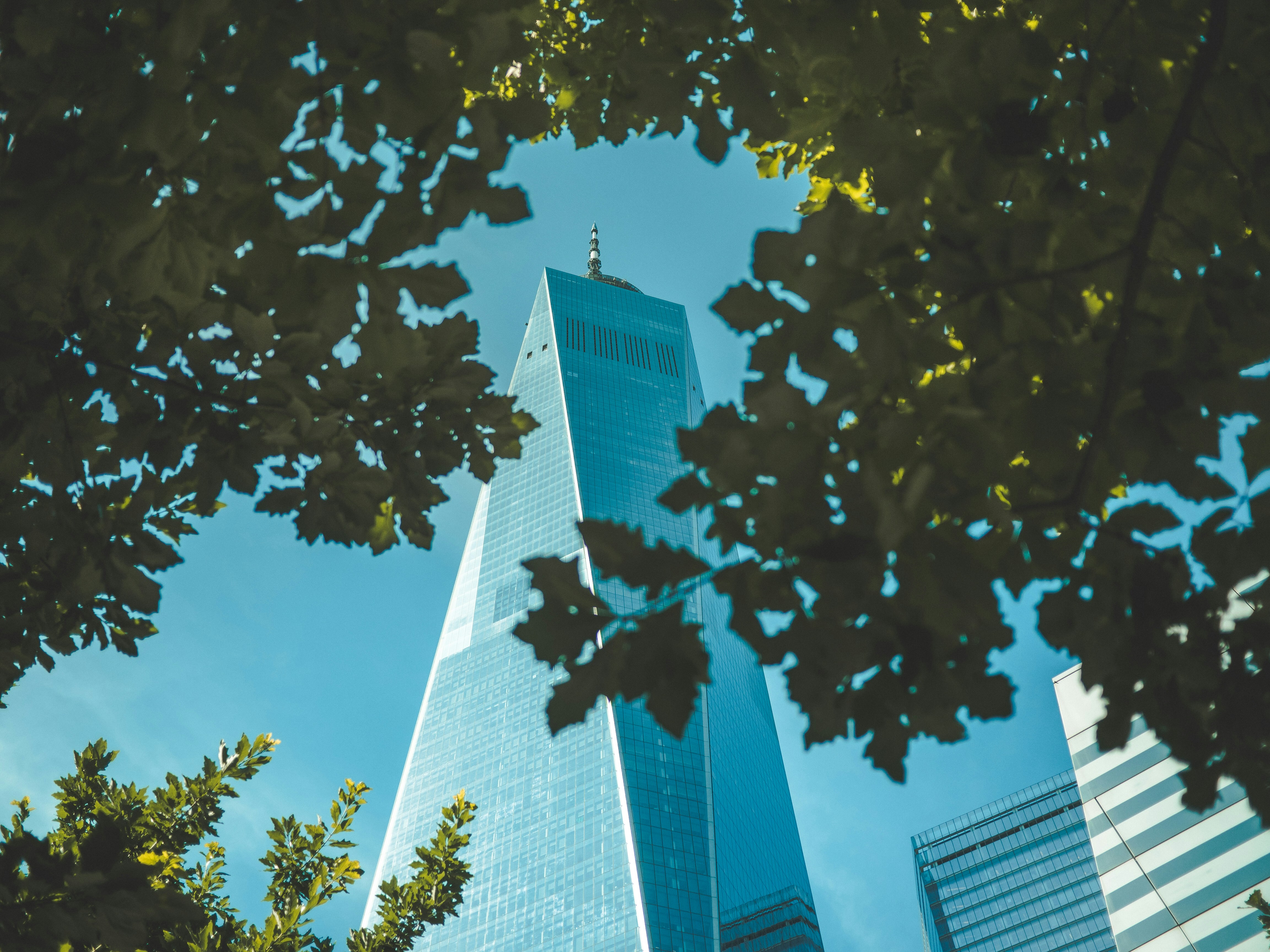 Looked up and saw the one World Trade Center through these trees and thought it looked awesome!