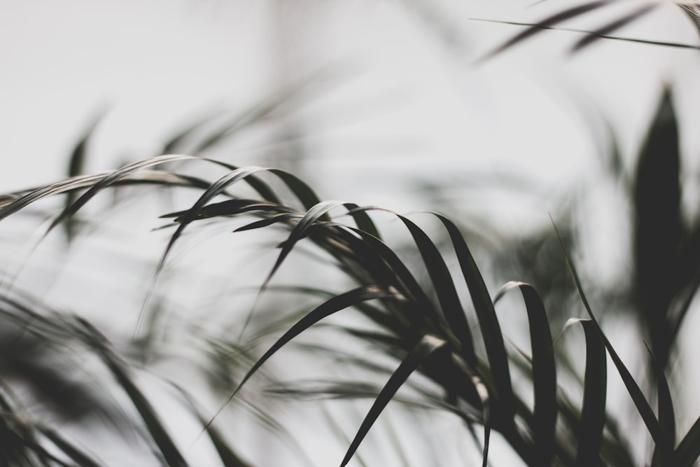 selective focus photography of leaves