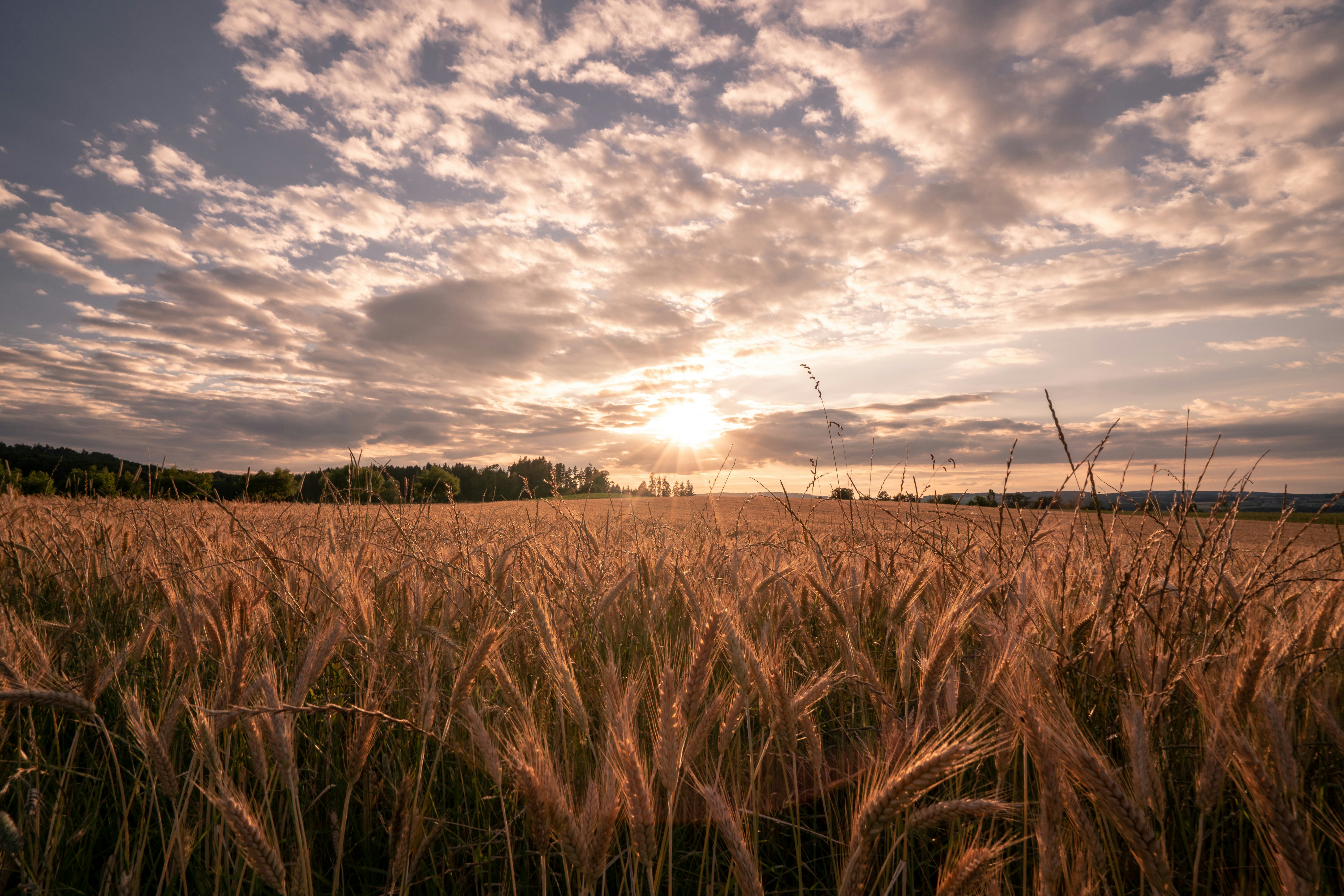 Die Sonne geht über einem Weizenfeld unter